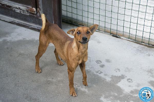 Dea, 5 kg di coraggio e simpatia Foto 3